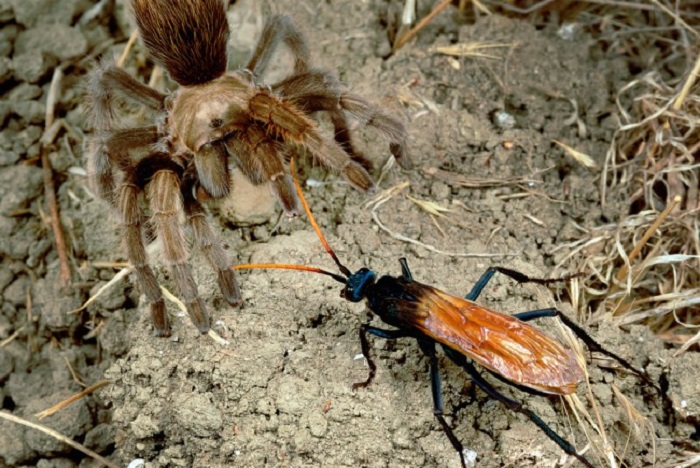 Tarantula Hawk (Pepsis sp), a giant wasp, confronts Tarantula in a sequence where the spider is paralyzed and parasitized by wasp's eggs, Riverside, California