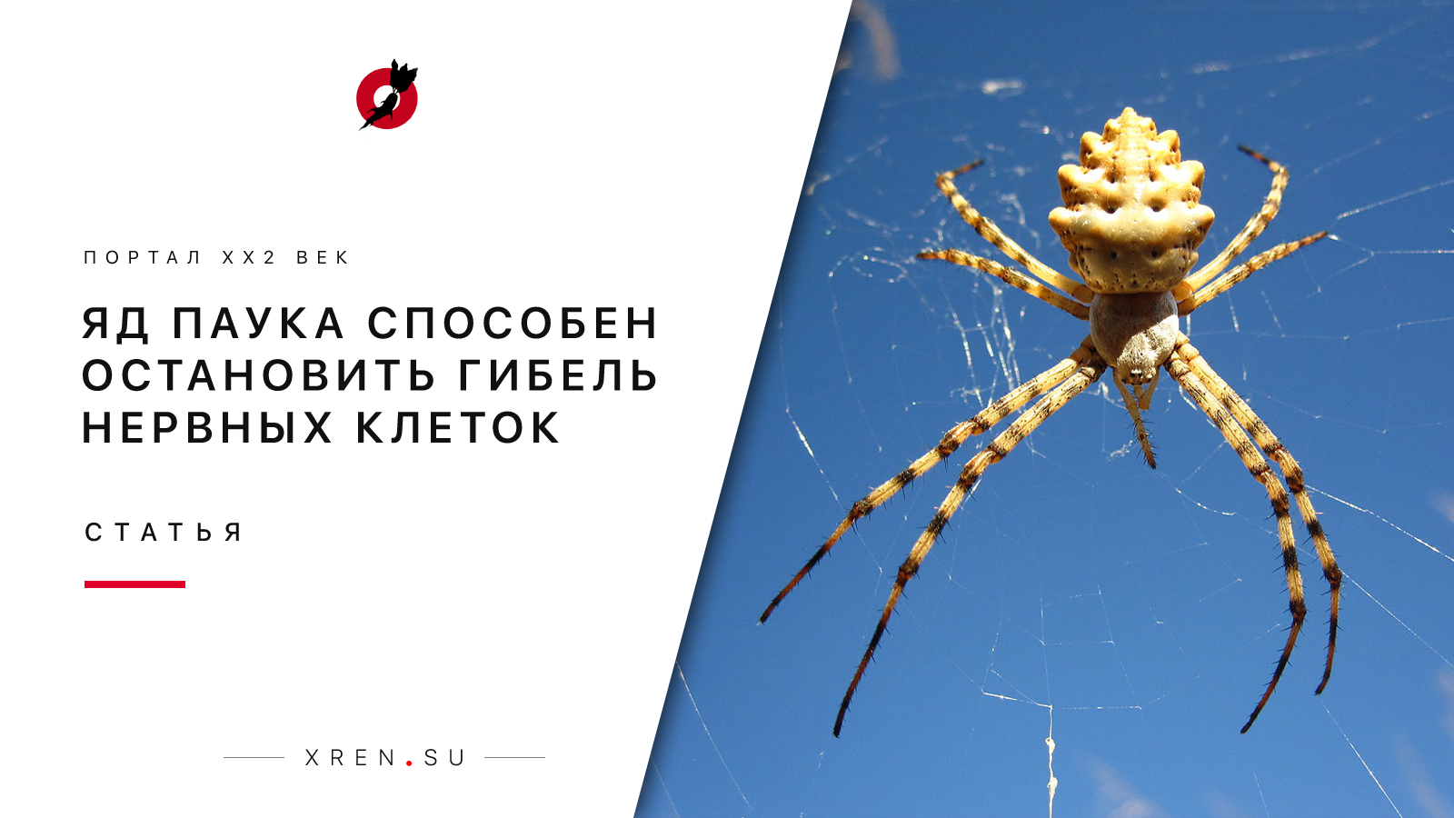 Яд паука способен остановить гибель нервных клеток
